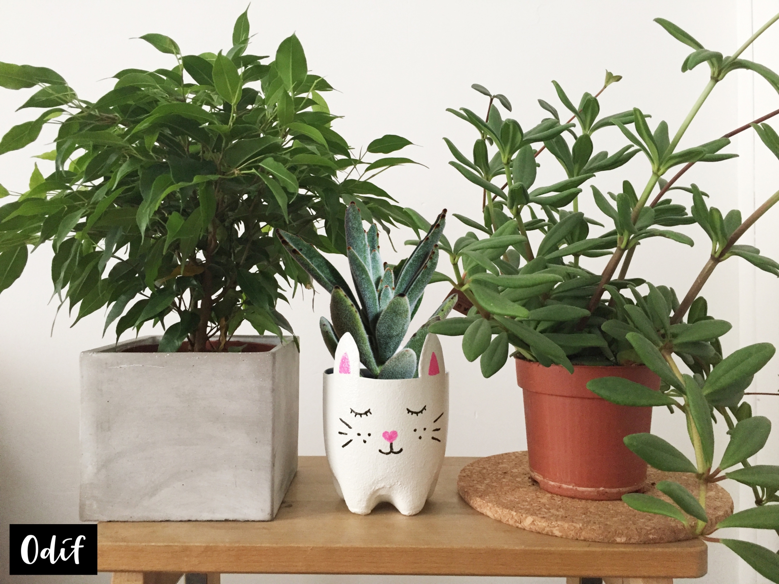 Photo : DIY - Kitty Planter